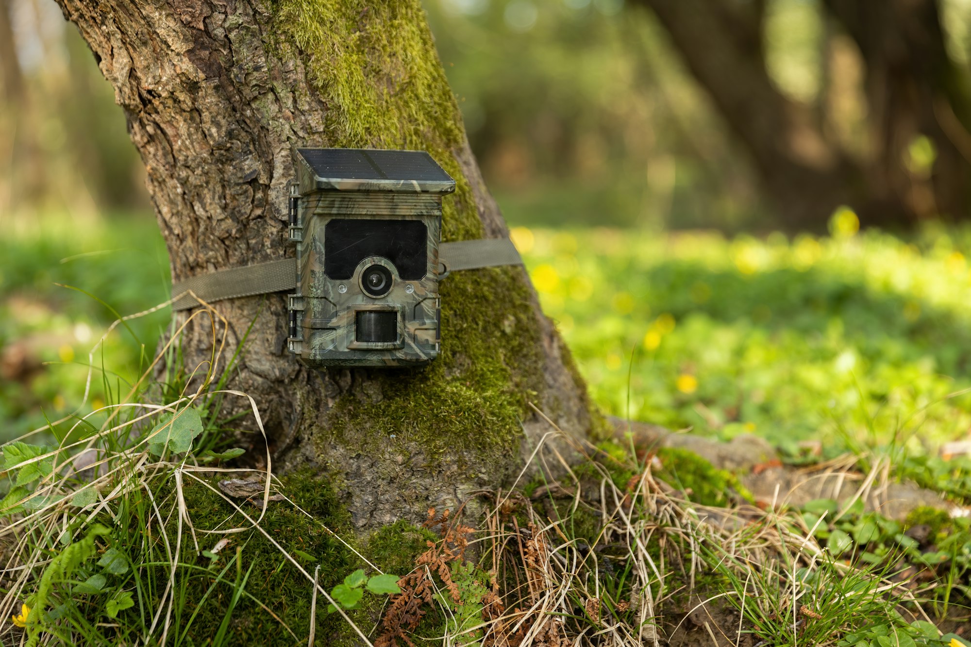 Camera trap with integrated solar panel charging internal battery while strapped to a tree in nature